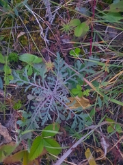 Scabiosa ochroleuca