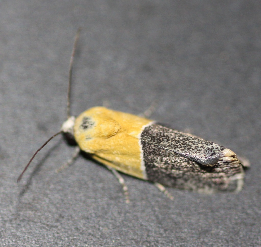 Ponometia clausula