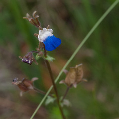 Nemesia barbata