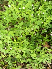 Geranium sibiricum