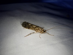 Stenopsyche marmorata