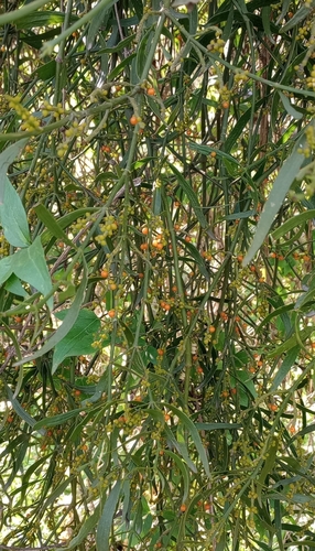 Image of Phoradendron quadrangulare by (c) Natalia Millans, some rights reserved (CC BY)