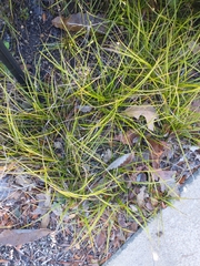 Carex pensylvanica