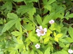 Geranium sibiricum