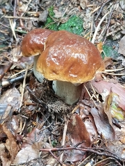 Boletus