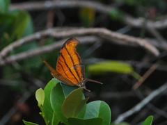 Marpesia petreus