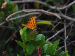 Marpesia petreus