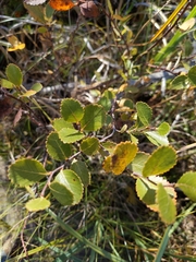 Betula pumila