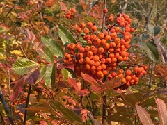 Sorbus scopulina