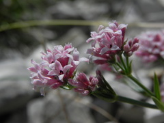 Asperula cynanchica