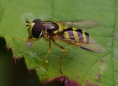 Dasysyrphus