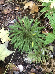 Dendrolycopodium dendroideum