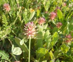Trifolium spumosum