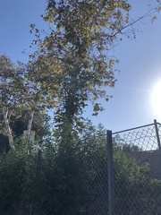 Platanus racemosa