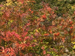 Sorbus scopulina