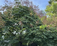 Koelreuteria