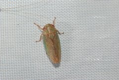 Polana quadrinotata