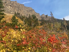 Sorbus scopulina