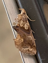 Plusiodonta compressipalpis