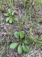 Erigeron vernus