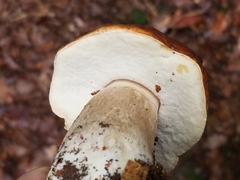Boletus