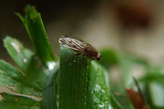 Suillia variegata