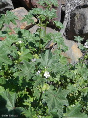 Malva parviflora