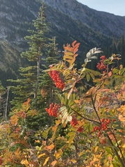Sorbus scopulina