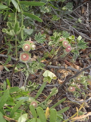 Malva parviflora