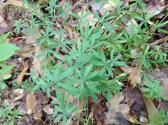 Galium intermedium