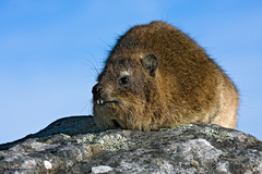 Procavia capensis capensis