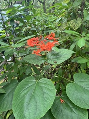 Clerodendrum