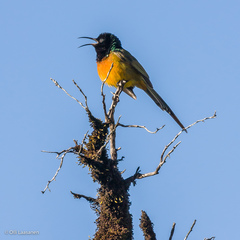 Anthobaphes violacea