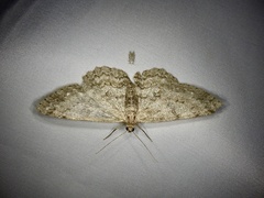 Hypomecis punctinalis conferenda