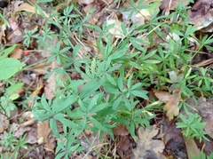 Galium intermedium