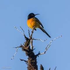 Anthobaphes violacea