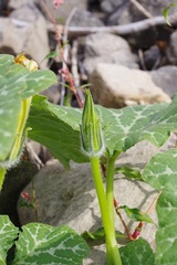 Cucurbita maxima