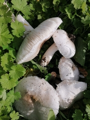 Leucoagaricus barssii