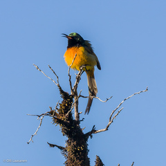 Anthobaphes violacea