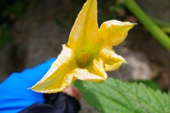 Cucurbita maxima