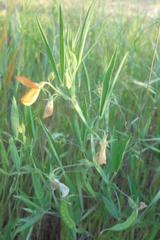 Lathyrus annuus