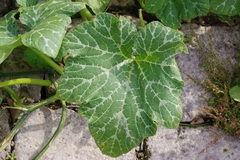Cucurbita maxima