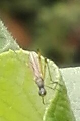 Micropeza corrigiolata