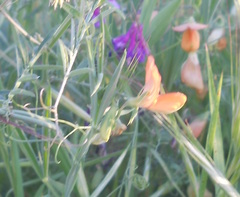 Lathyrus annuus