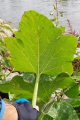 Cucurbita maxima
