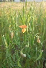 Lathyrus annuus