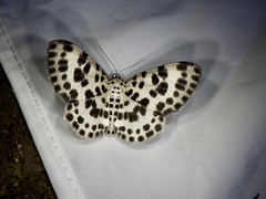 Antipercnia albinigrata