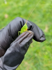 Neoconocephalus ensiger