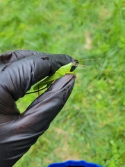 Neoconocephalus ensiger