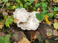 Leucocybe connata